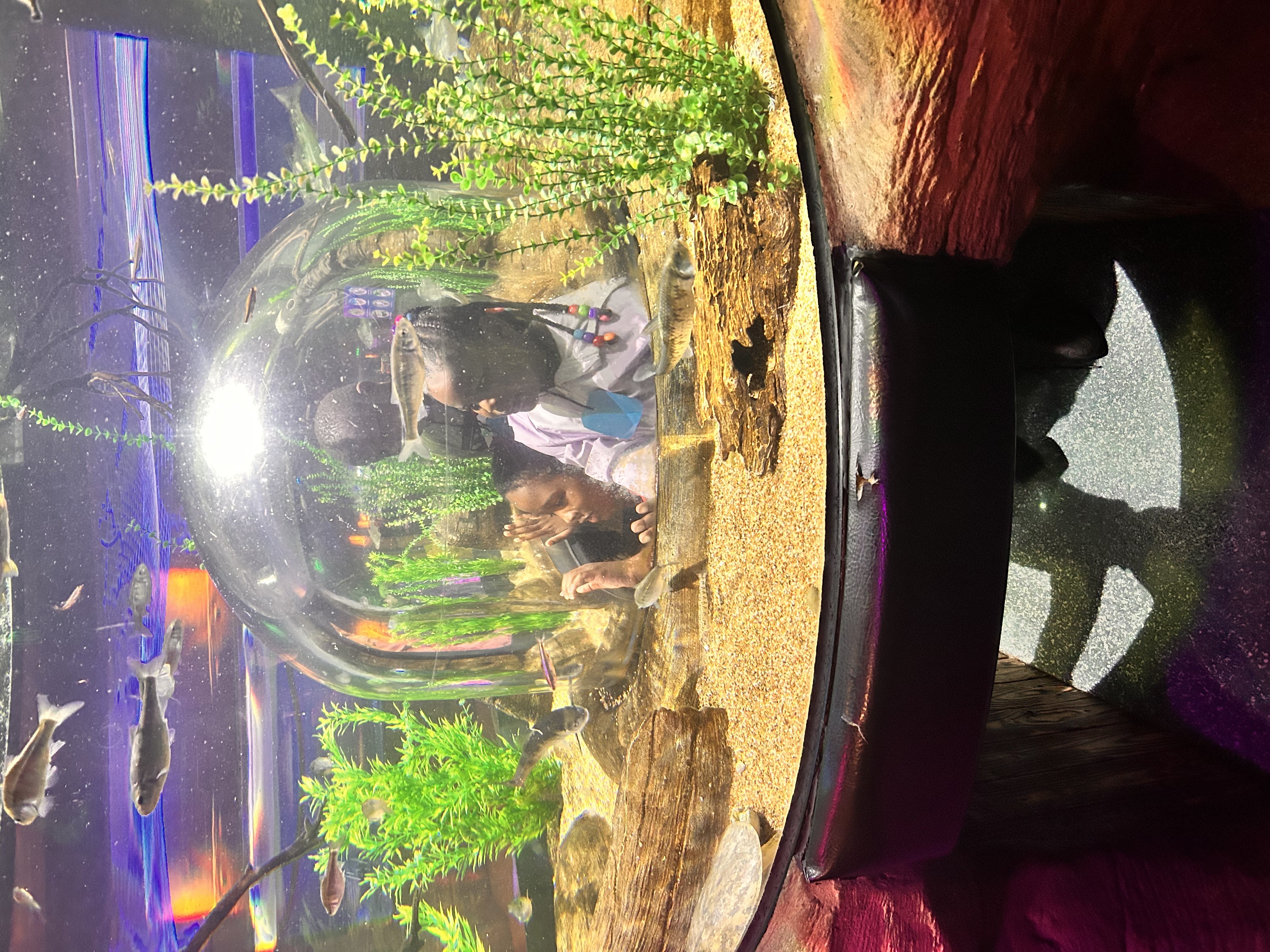 Child looking at aquarium